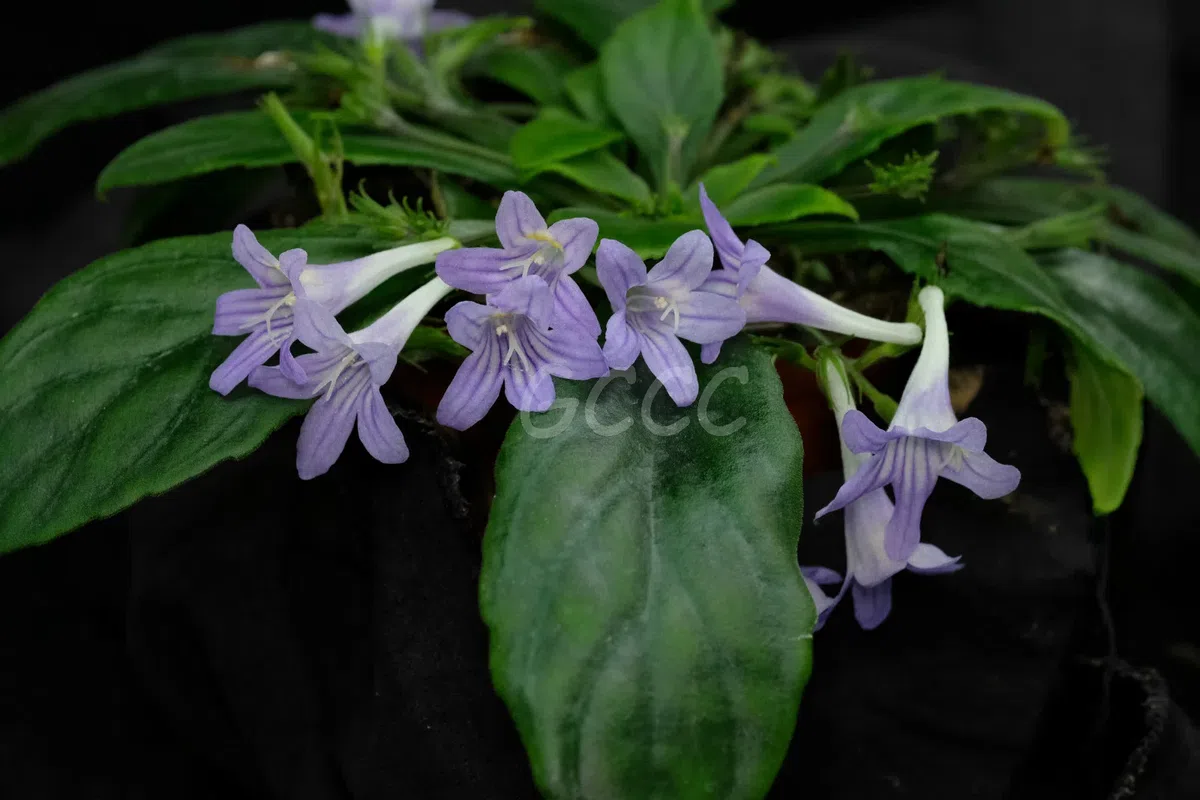 2020年度发表的苦苣苔科植物新种、新分类群和分布新记录(15)