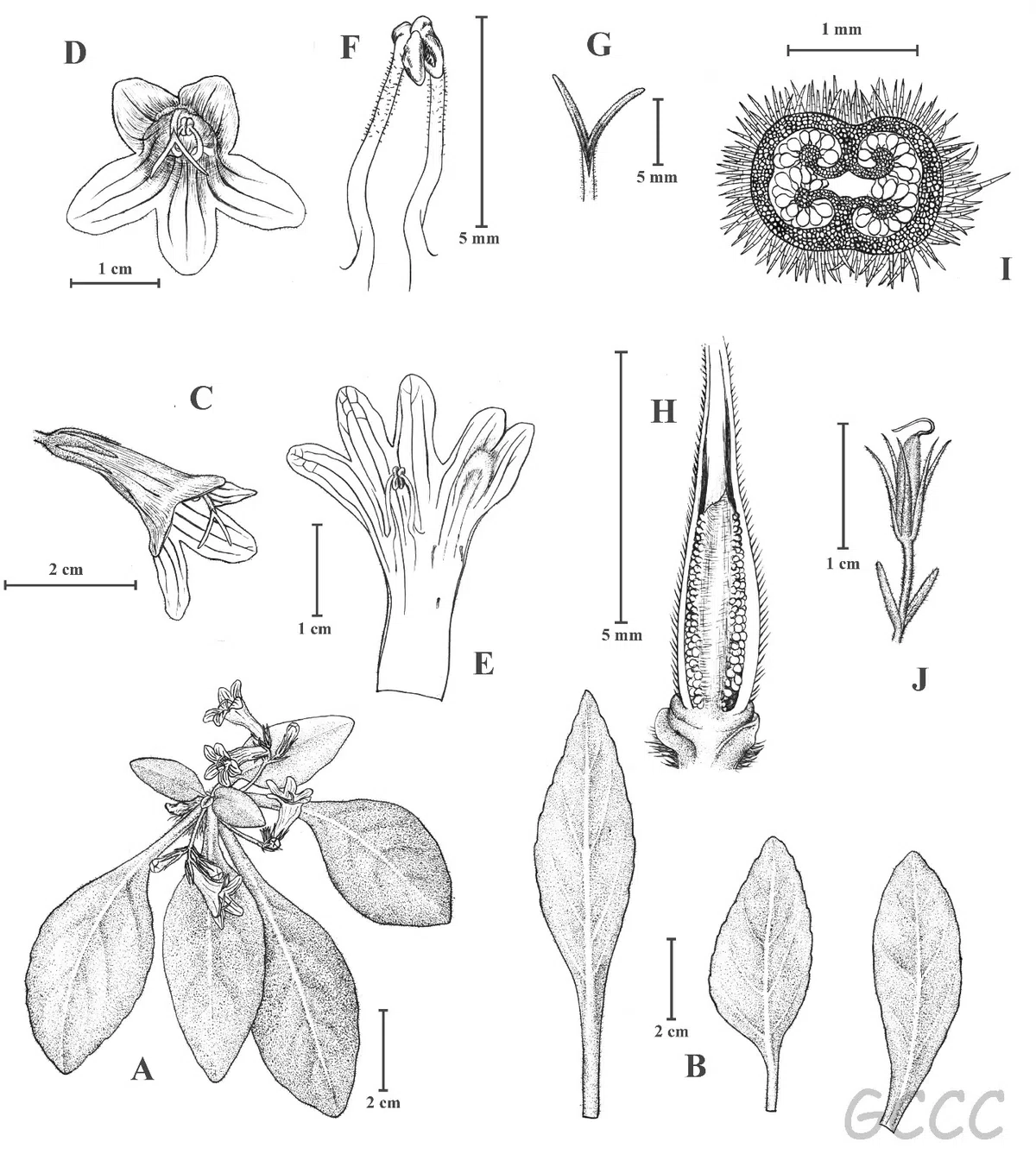 2020年度发表的苦苣苔科植物新种、新分类群和分布新记录(15)