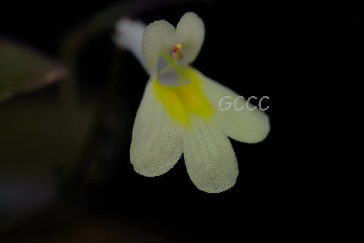 2020年度发表的苦苣苔科植物新种、新分类群和分布新记录(14)