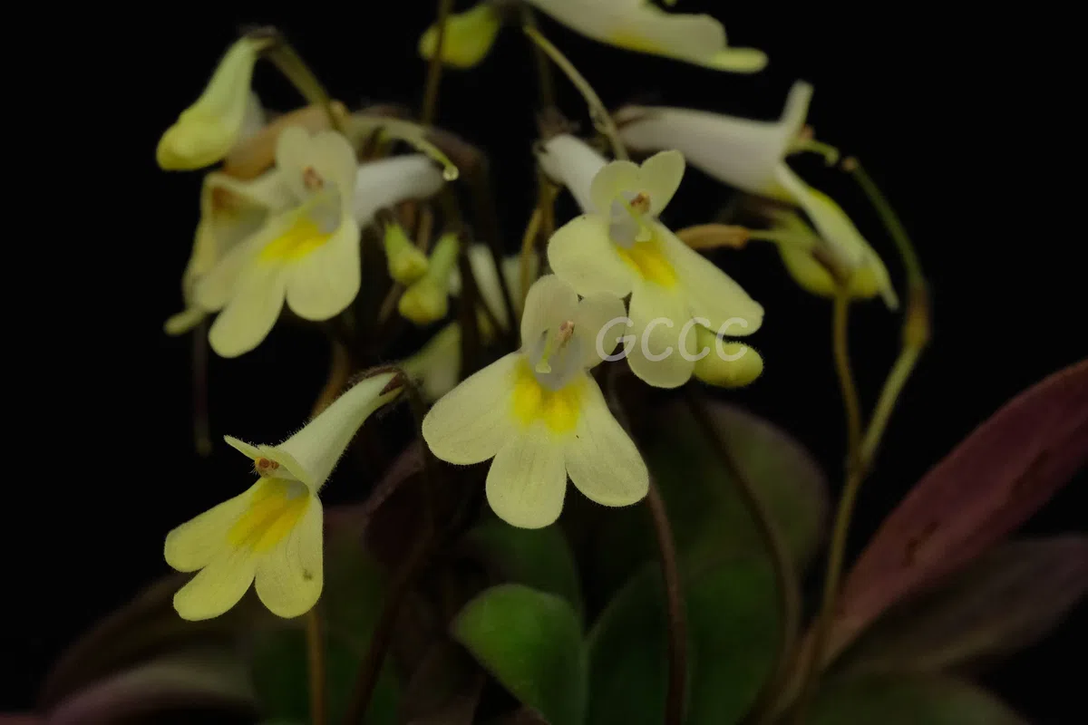 2020年度发表的苦苣苔科植物新种、新分类群和分布新记录(14)