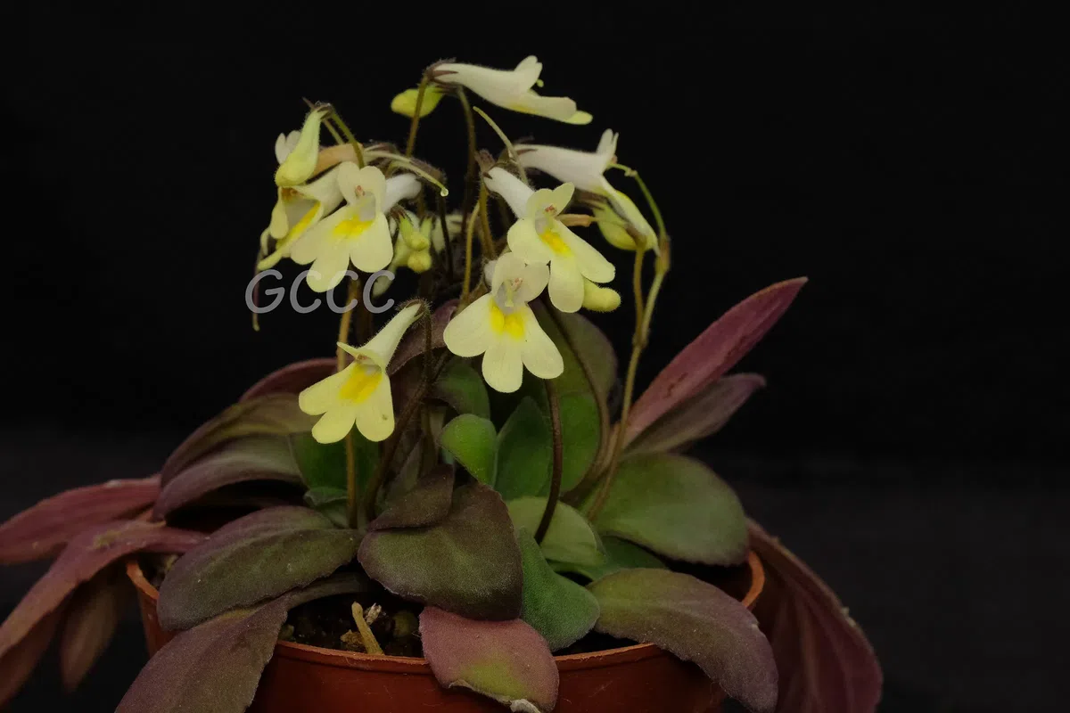 2020年度发表的苦苣苔科植物新种、新分类群和分布新记录(14)