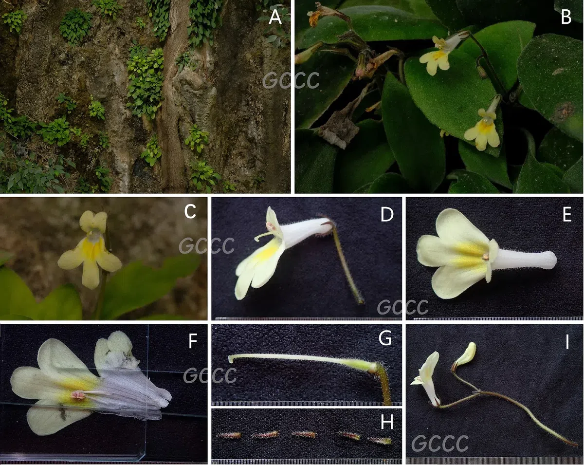 2020年度发表的苦苣苔科植物新种、新分类群和分布新记录(14)