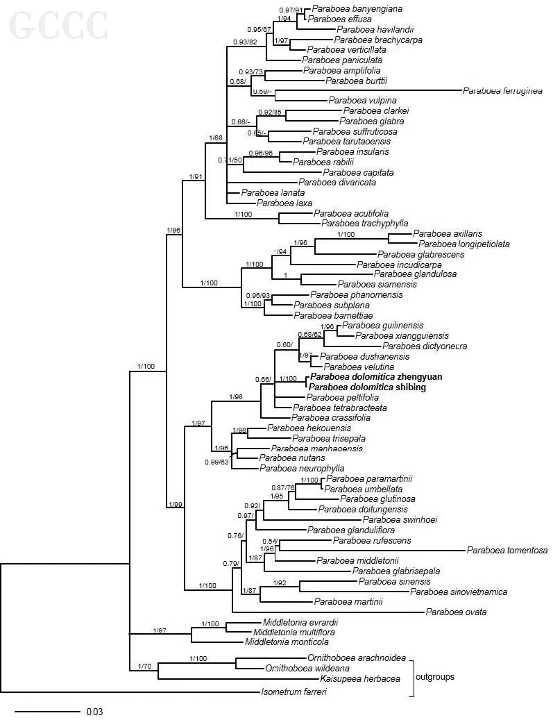 2020年度发表的苦苣苔科植物新种、新分类群和分布新记录(17)