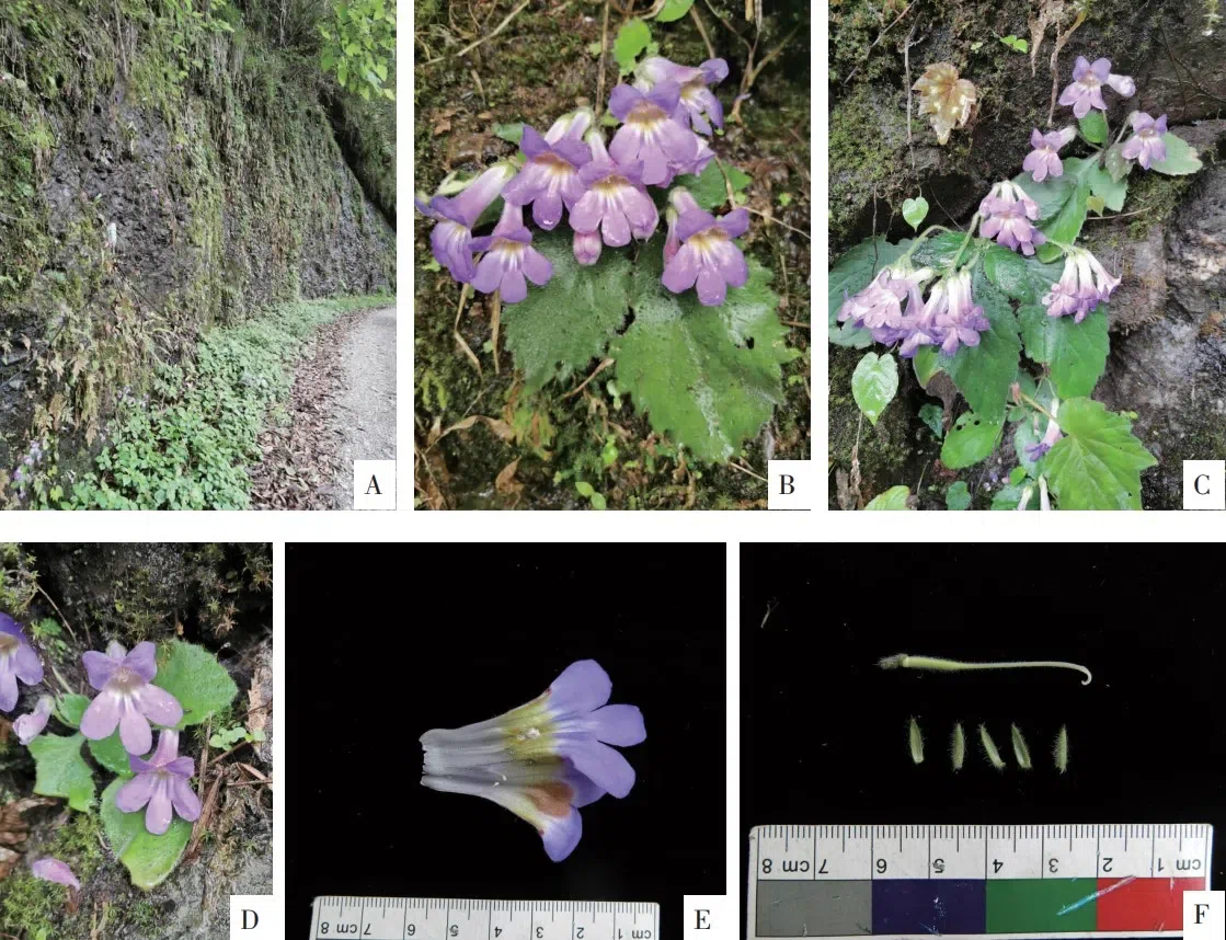 2020年度发表的苦苣苔科植物新种、新分类群和分布新记录(18)