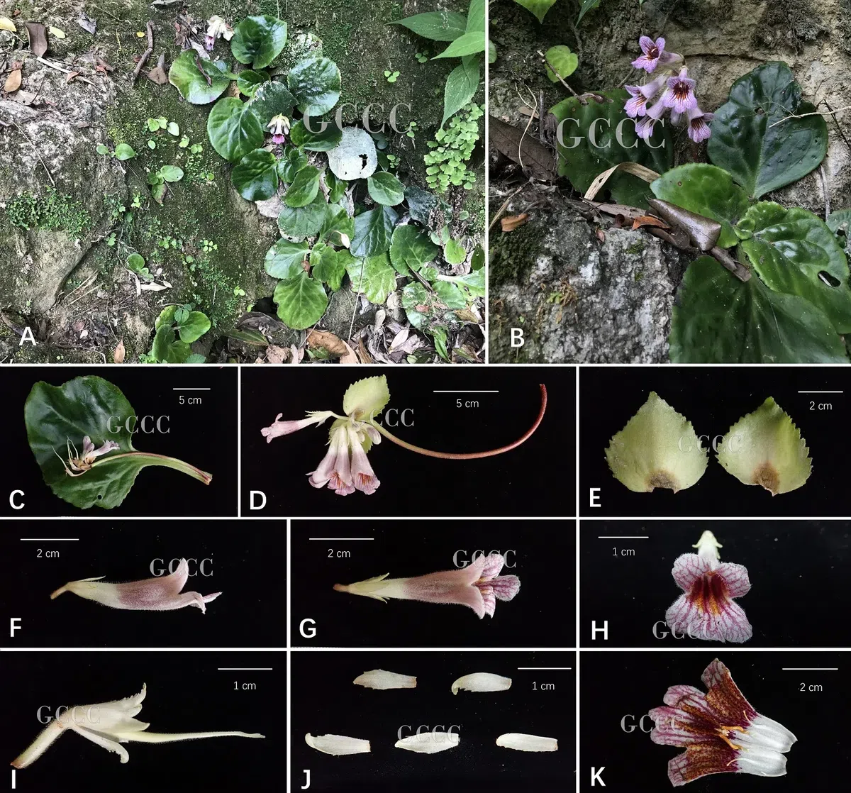2020年度发表的苦苣苔科植物新种、新分类群和分布新记录(19)