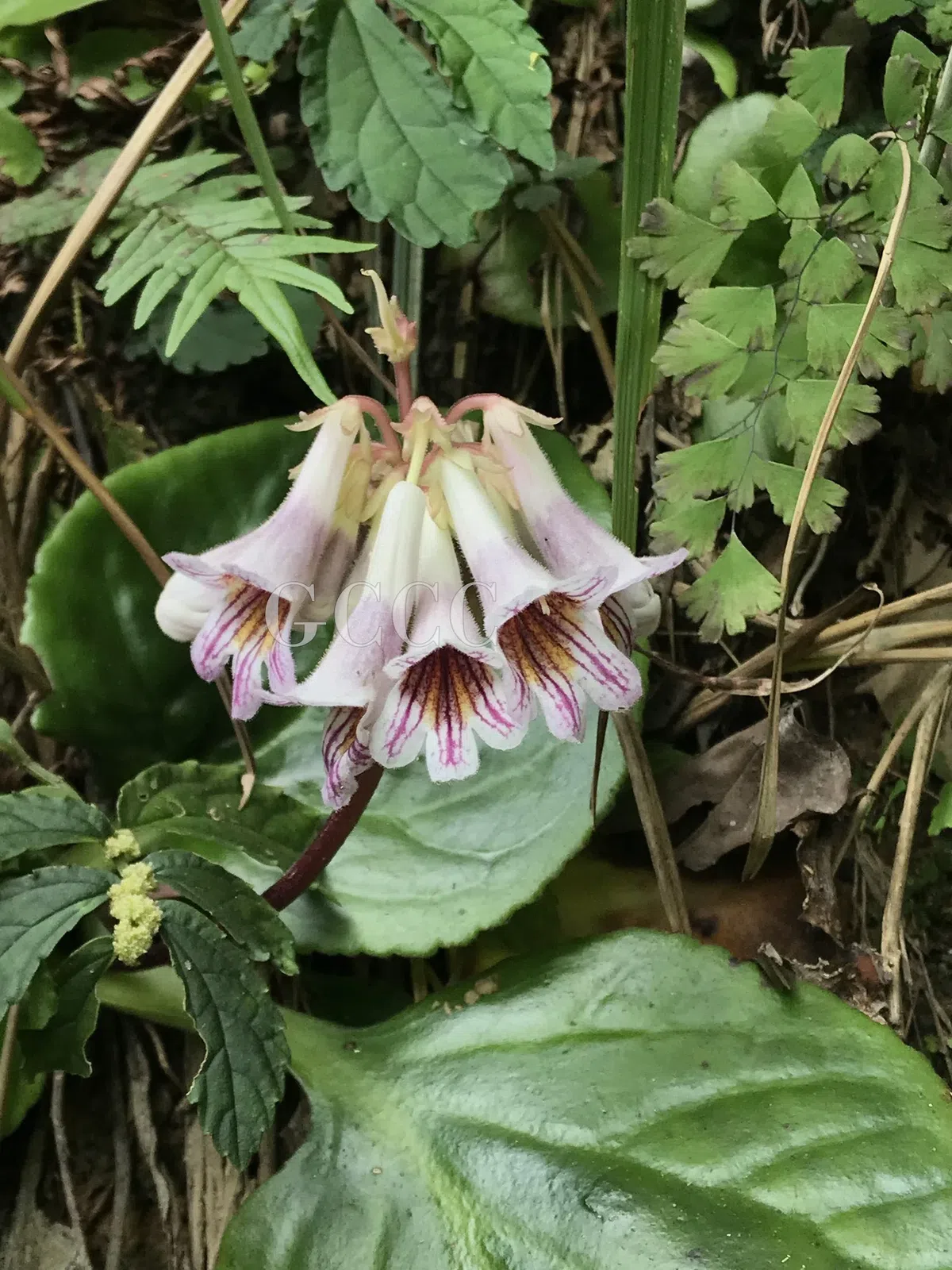 2020年度发表的苦苣苔科植物新种、新分类群和分布新记录(19)