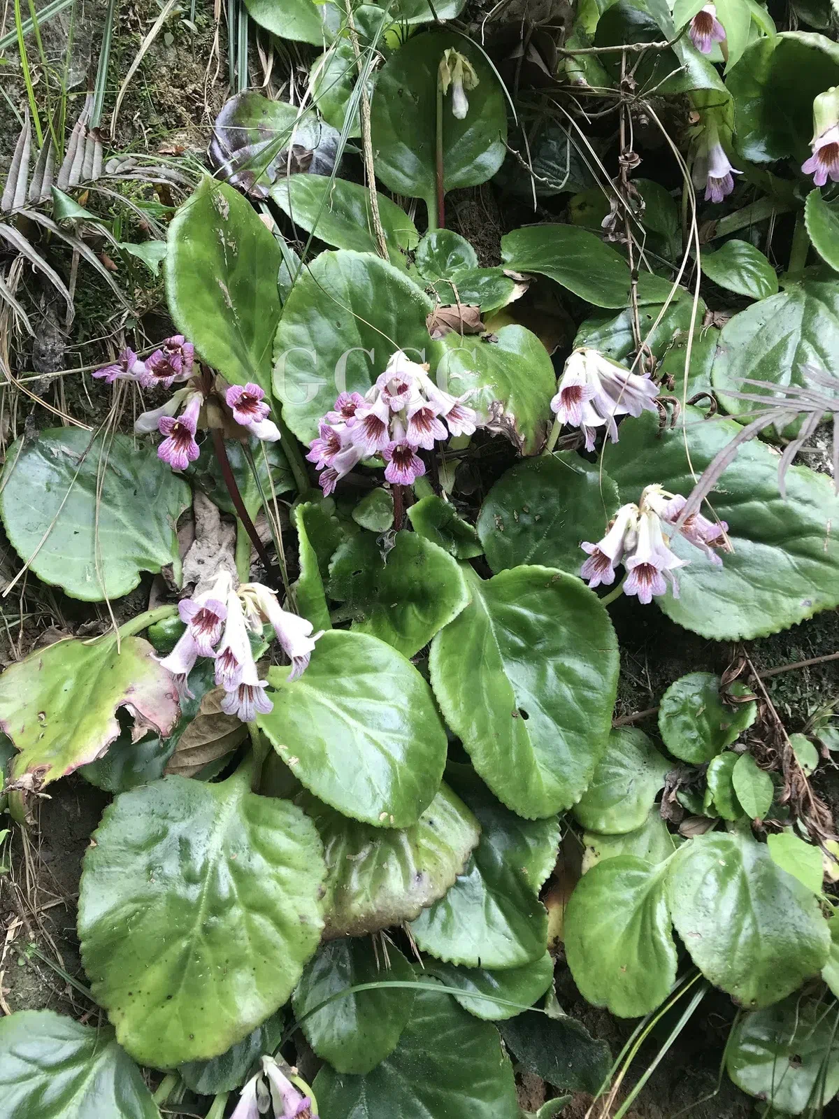 2020年度发表的苦苣苔科植物新种、新分类群和分布新记录(19)