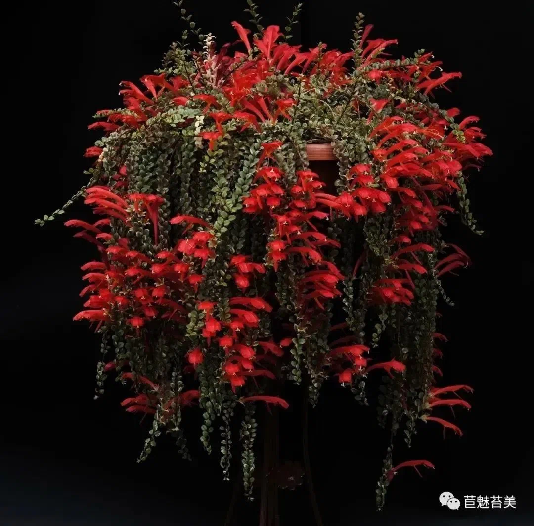 Three Winners from GCCC in The Gesneriad Society 2020 Virtual Flower Show