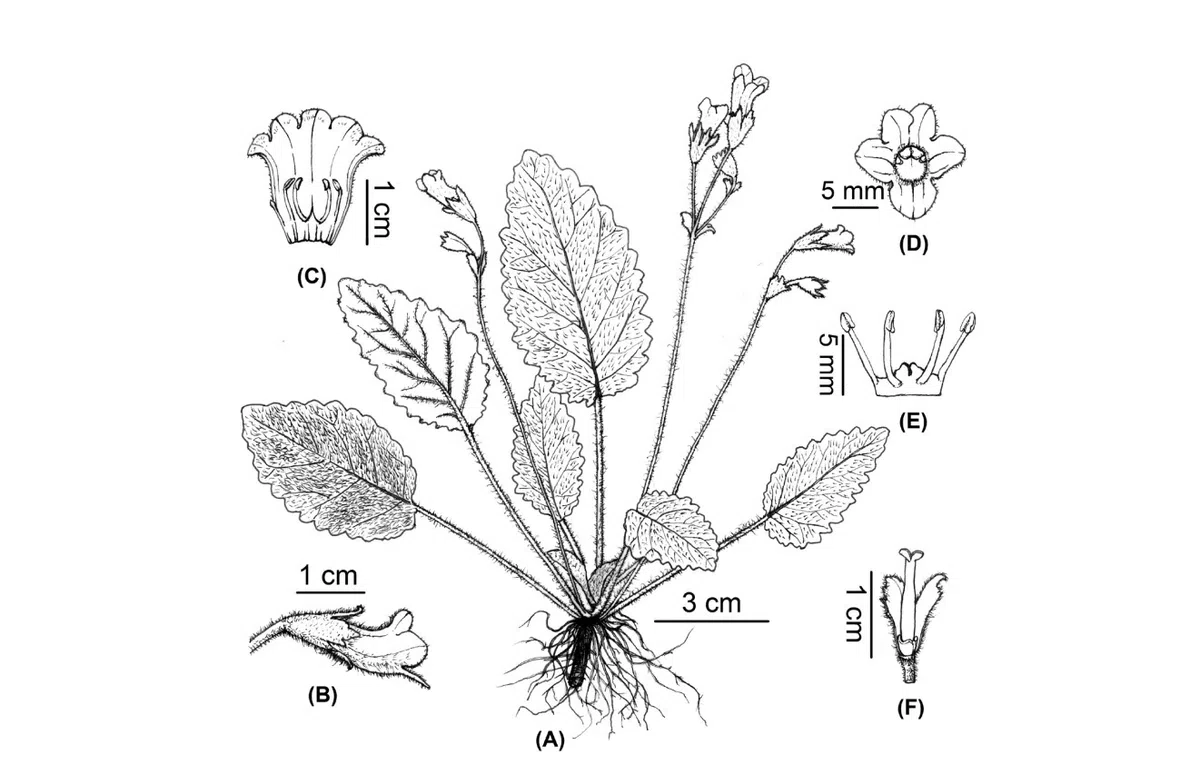 2020年度发表的苦苣苔科植物新种、新分类群和分布新记录(20)