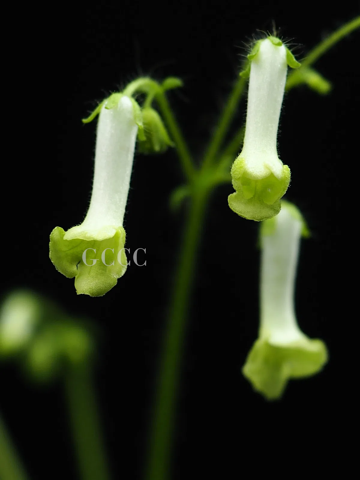 2020年度发表的苦苣苔科植物新种、新分类群和分布新记录(22)