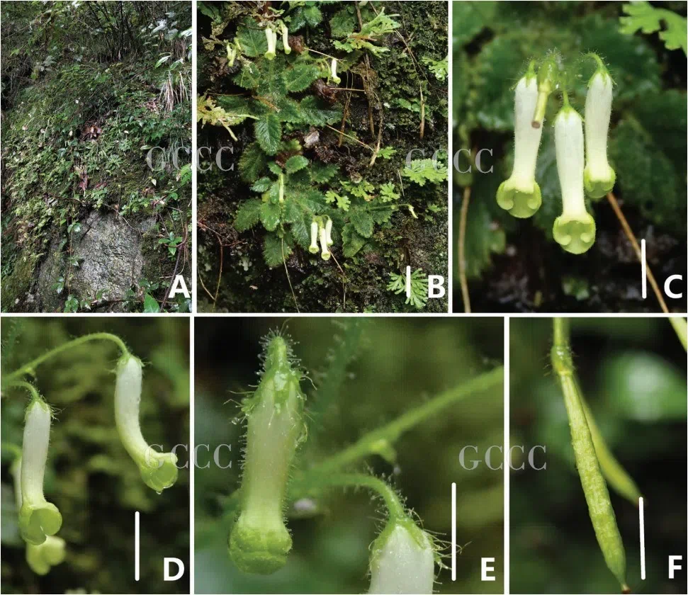 2020年度发表的苦苣苔科植物新种、新分类群和分布新记录(22)