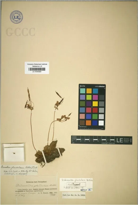 2020年度发表的苦苣苔科植物新种、新分类群和分布新记录(22)