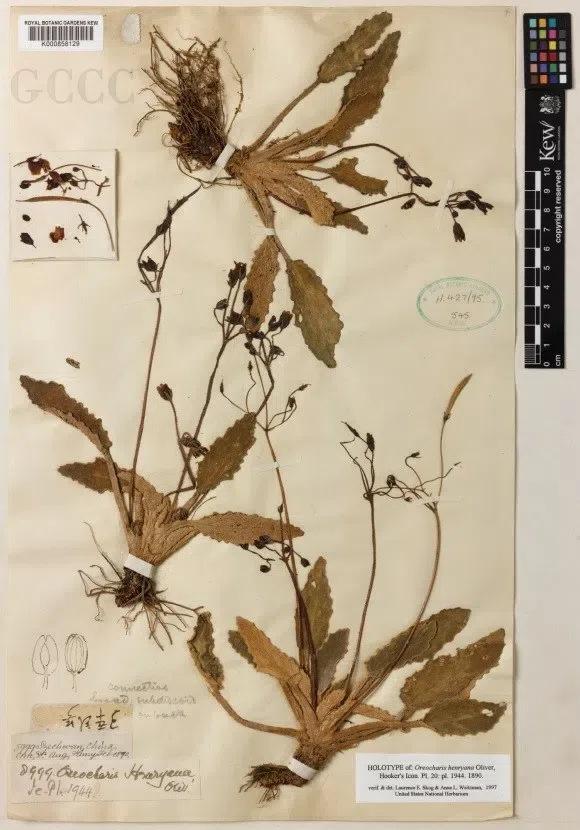 2020年度发表的苦苣苔科植物新种、新分类群和分布新记录(22)