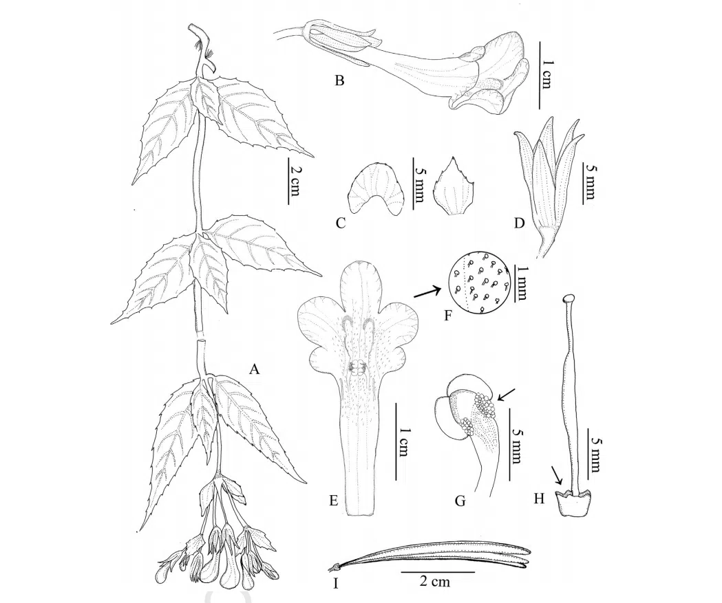 2021年度发表的苦苣苔科植物新种、新分类群和分布新记录(01)