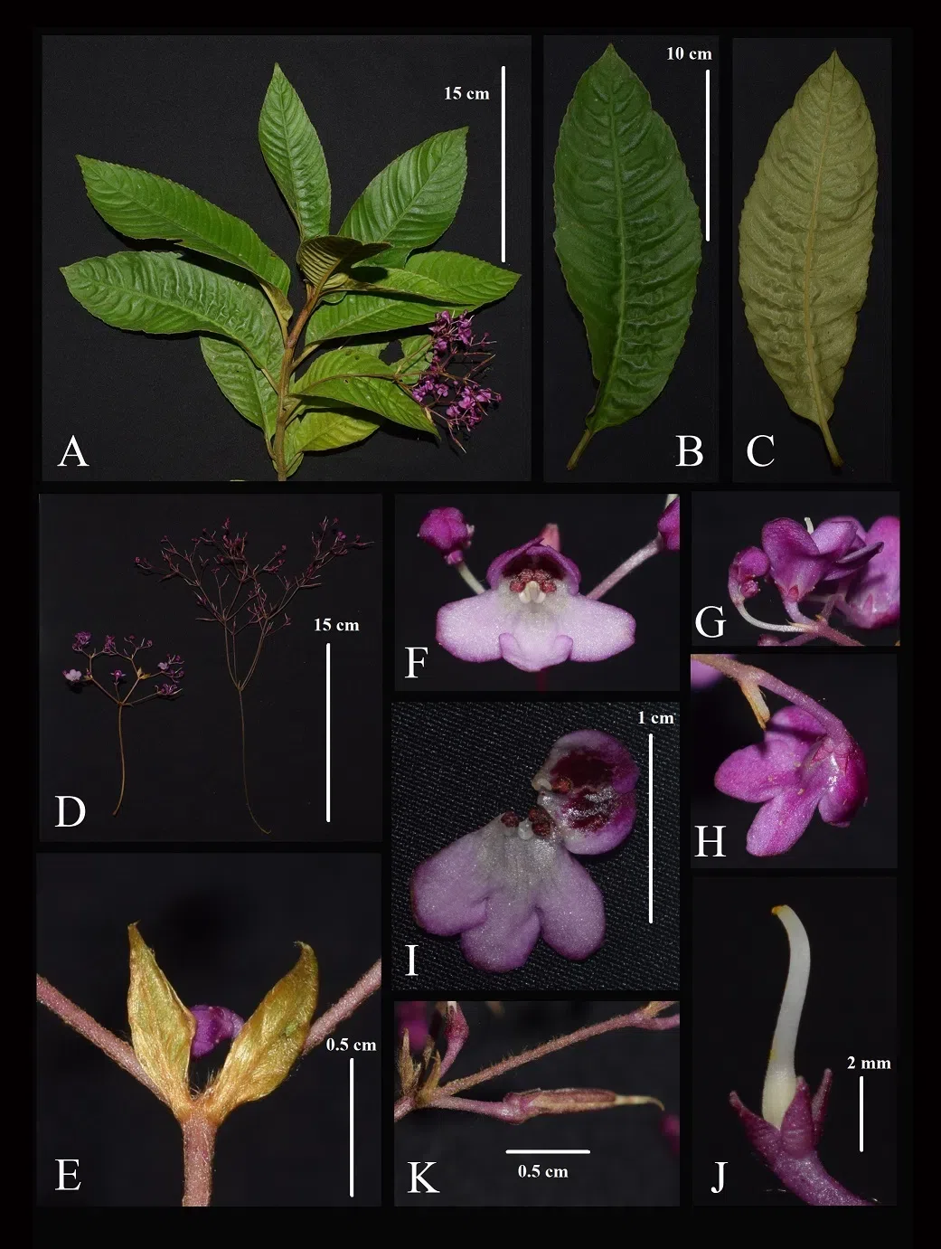2021年度发表的苦苣苔科植物新种、新分类群和分布新记录(02)