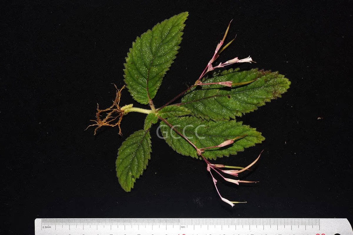 2021年度发表的苦苣苔科植物新种、新分类群和分布新记录(03)