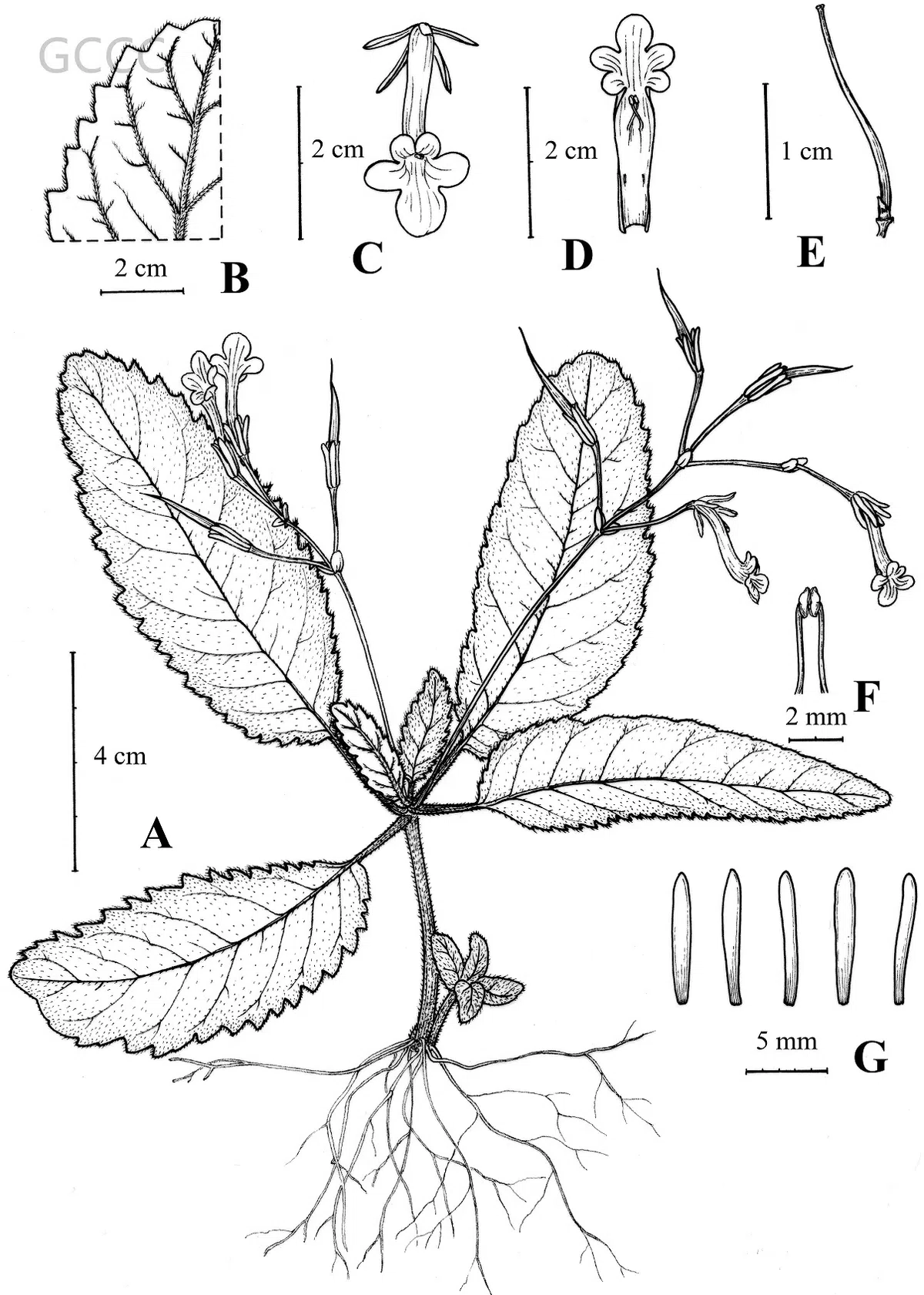 2021年度发表的苦苣苔科植物新种、新分类群和分布新记录(03)