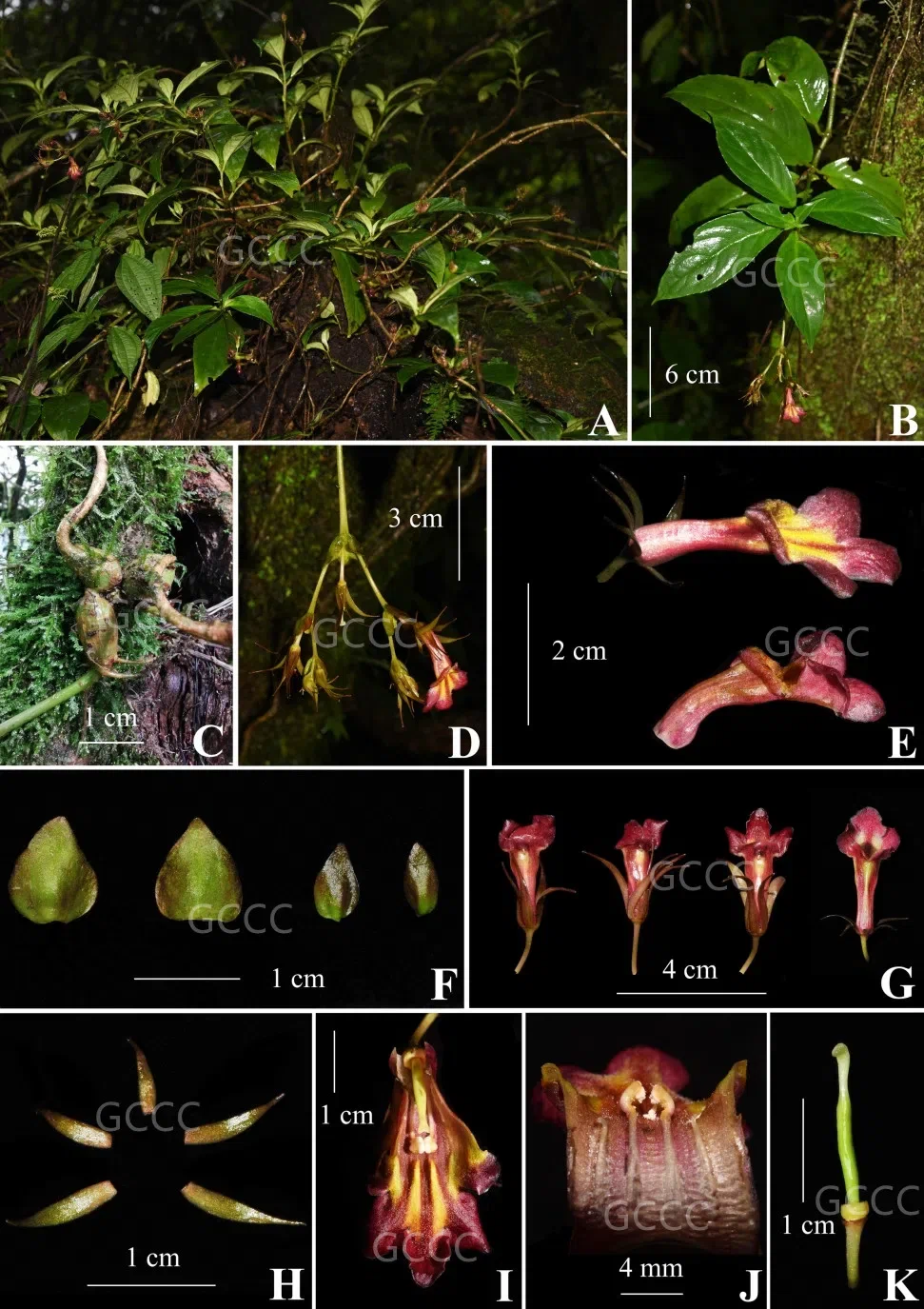 2021年度发表的苦苣苔科植物新种、新分类群和分布新记录(04)