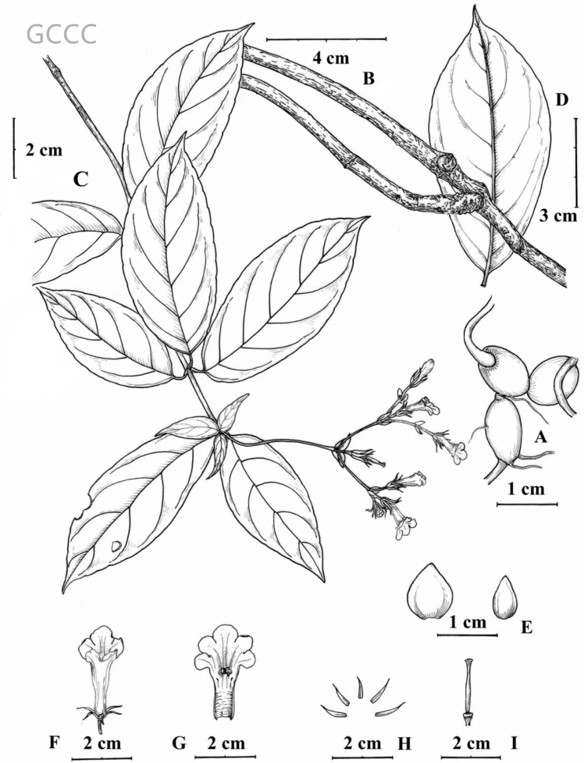 2021年度发表的苦苣苔科植物新种、新分类群和分布新记录(04)
