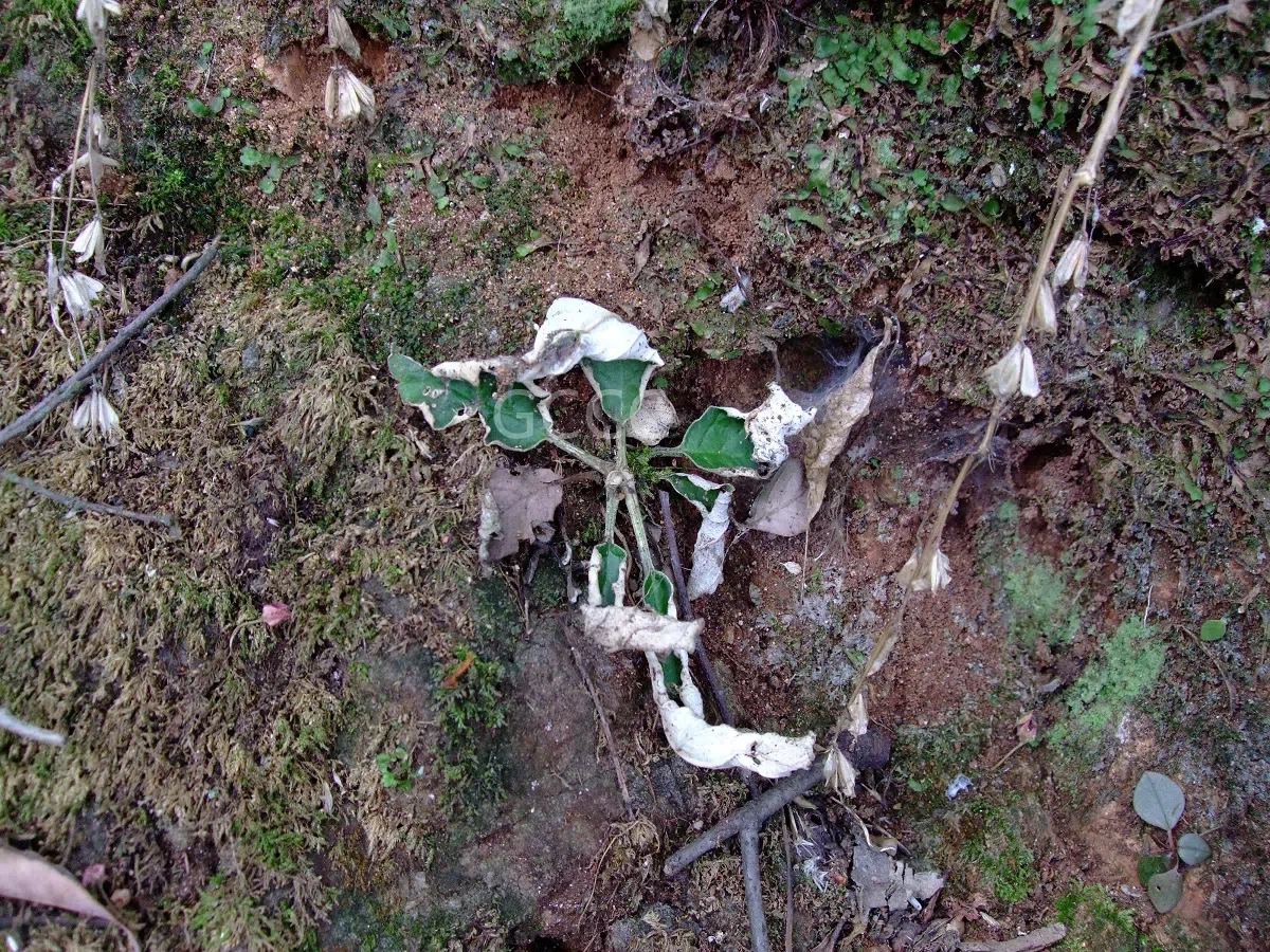 2021年度发表的苦苣苔科植物新分类群和分布新记录(05)