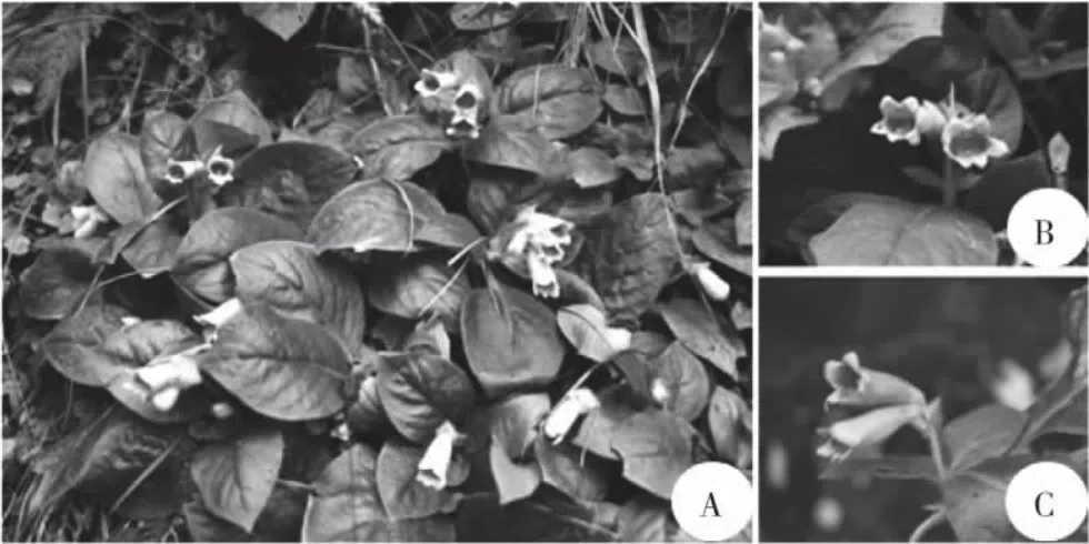 2021年度发表的苦苣苔科植物新分类群和分布新记录(19)