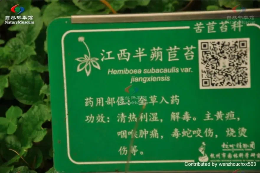 2021年度发表的苦苣苔科植物新分类群和分布新记录(19)