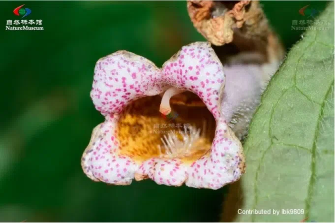 2021年度发表的苦苣苔科植物新分类群和分布新记录(19)