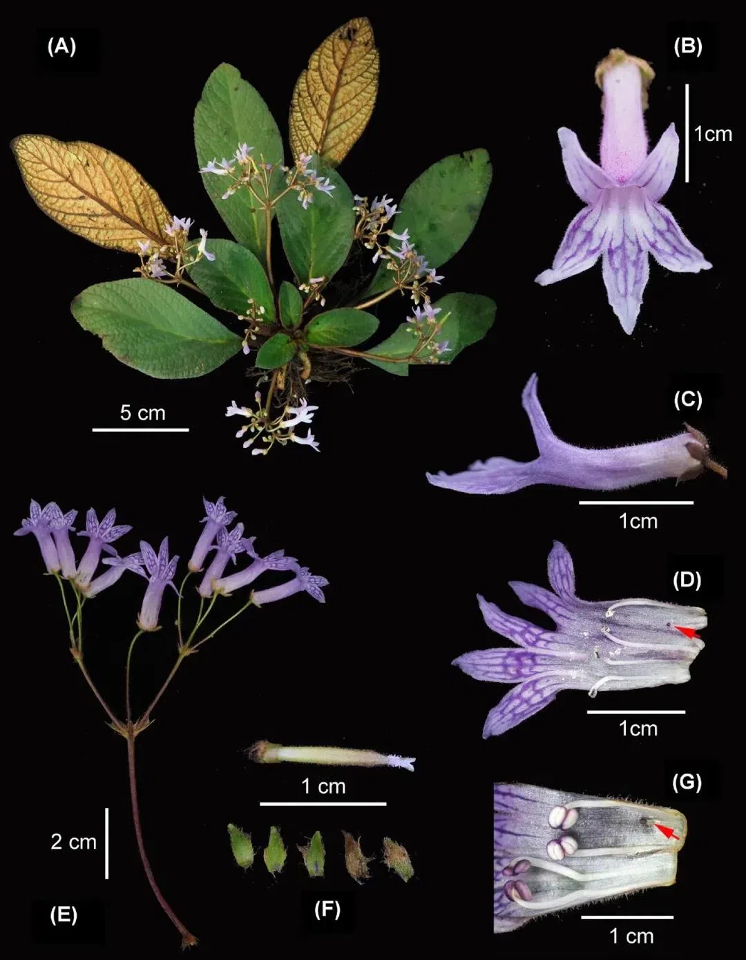 2021年度发表的苦苣苔科植物新分类群和分布新记录(20)