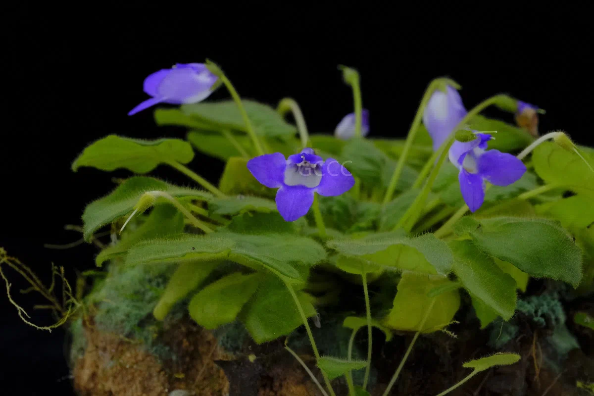 2021年度发表的苦苣苔科植物新分类群和分布新记录(07)