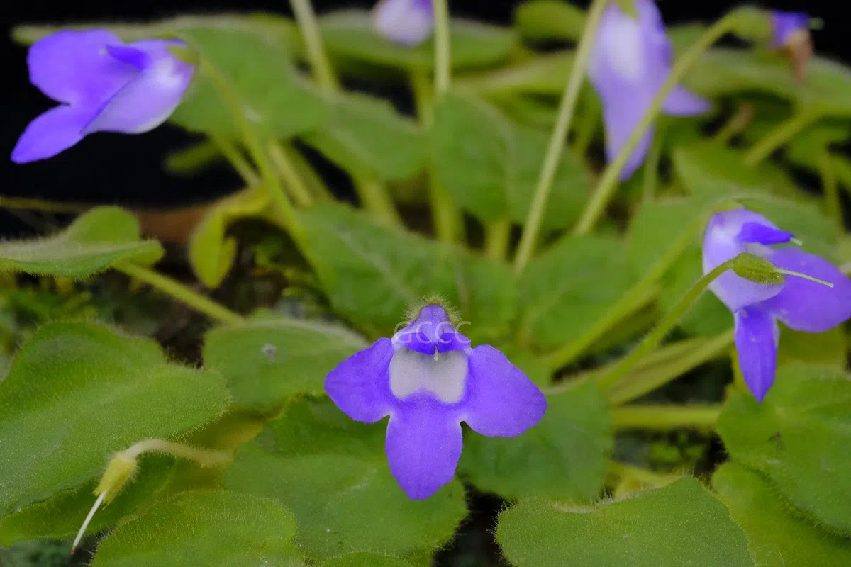 2021年度发表的苦苣苔科植物新分类群和分布新记录(07)