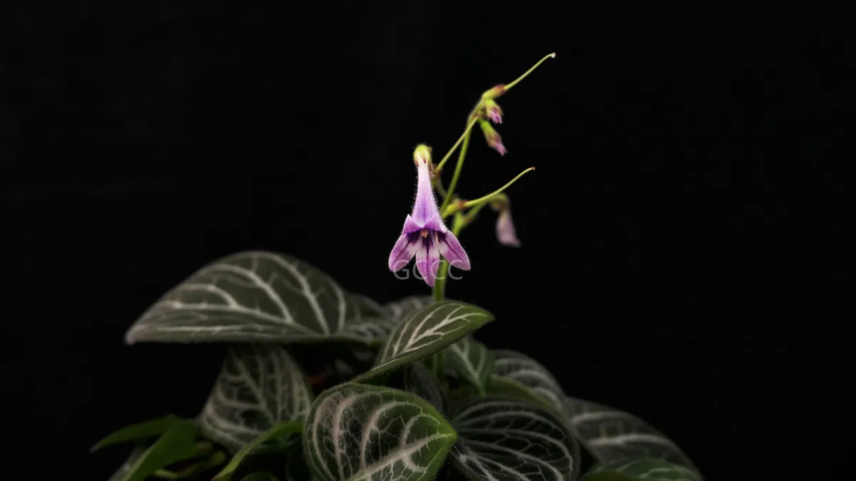 2021年度发表的苦苣苔科植物新分类群和分布新记录(08)