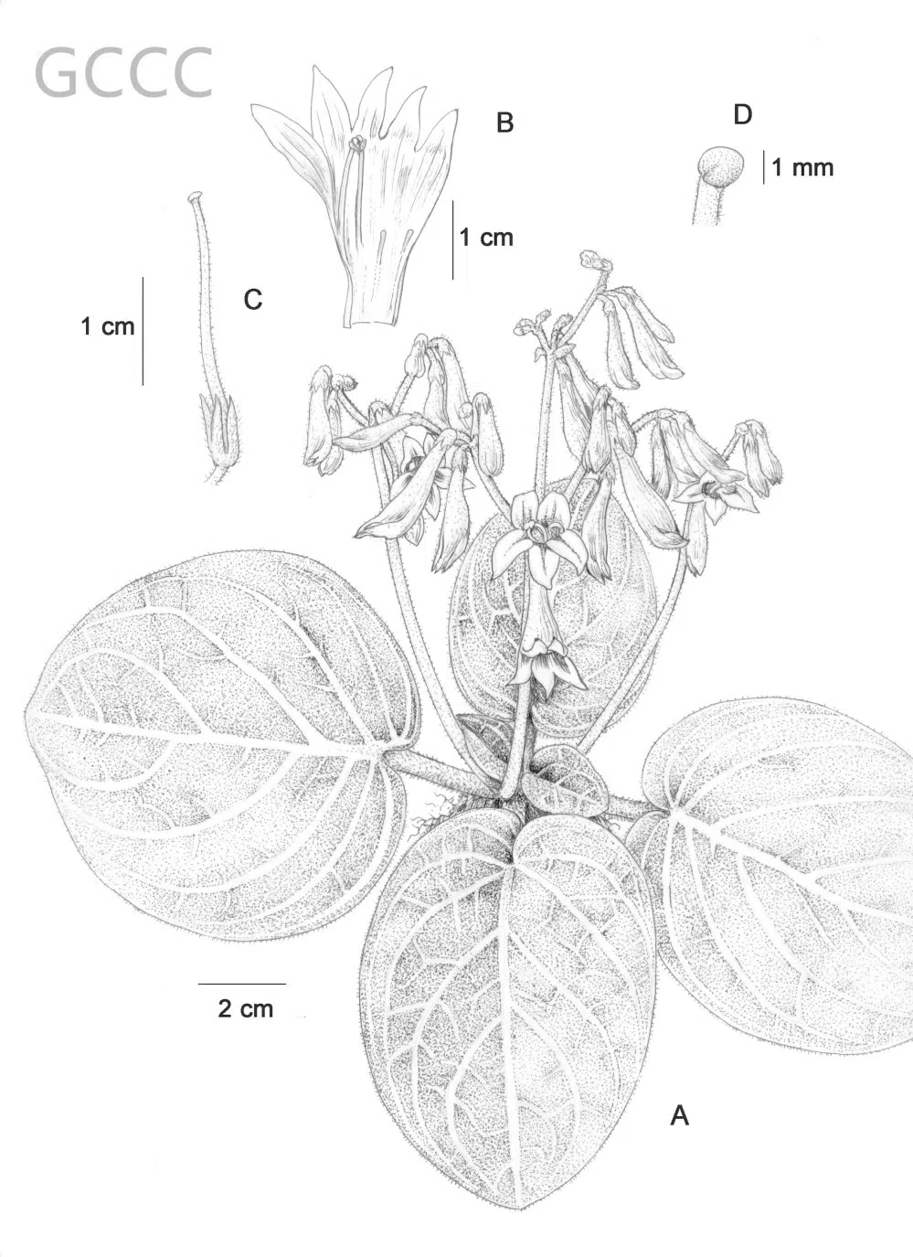 2021年度发表的苦苣苔科植物新分类群和分布新记录(08)