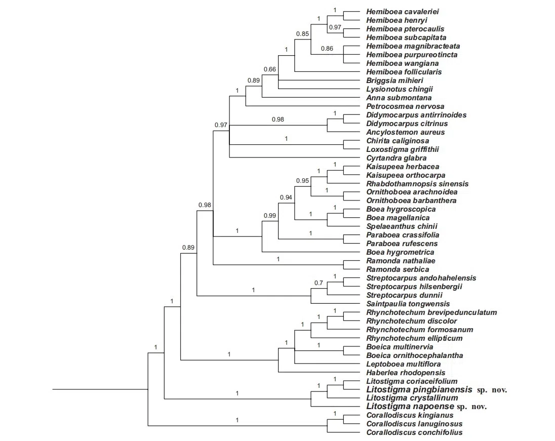 2021年度发表的苦苣苔科植物新分类群和分布新记录(09)