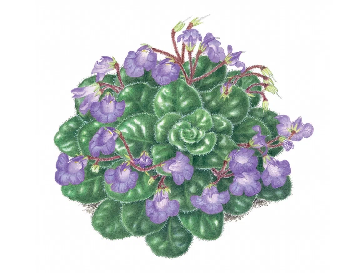 2021年度发表的苦苣苔科植物新分类群和分布新记录(10)