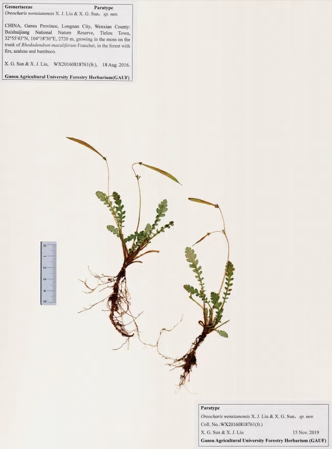 2021年度发表的苦苣苔科植物新分类群和分布新记录(11)