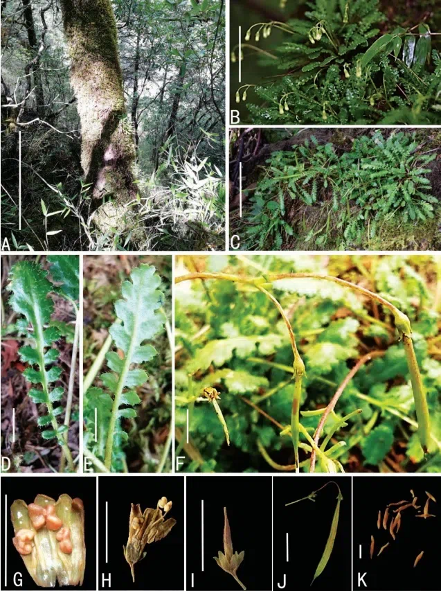 2021年度发表的苦苣苔科植物新分类群和分布新记录(11)