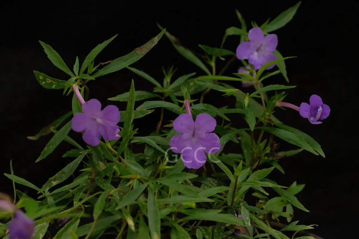 New Research Results from China in 2021(2)