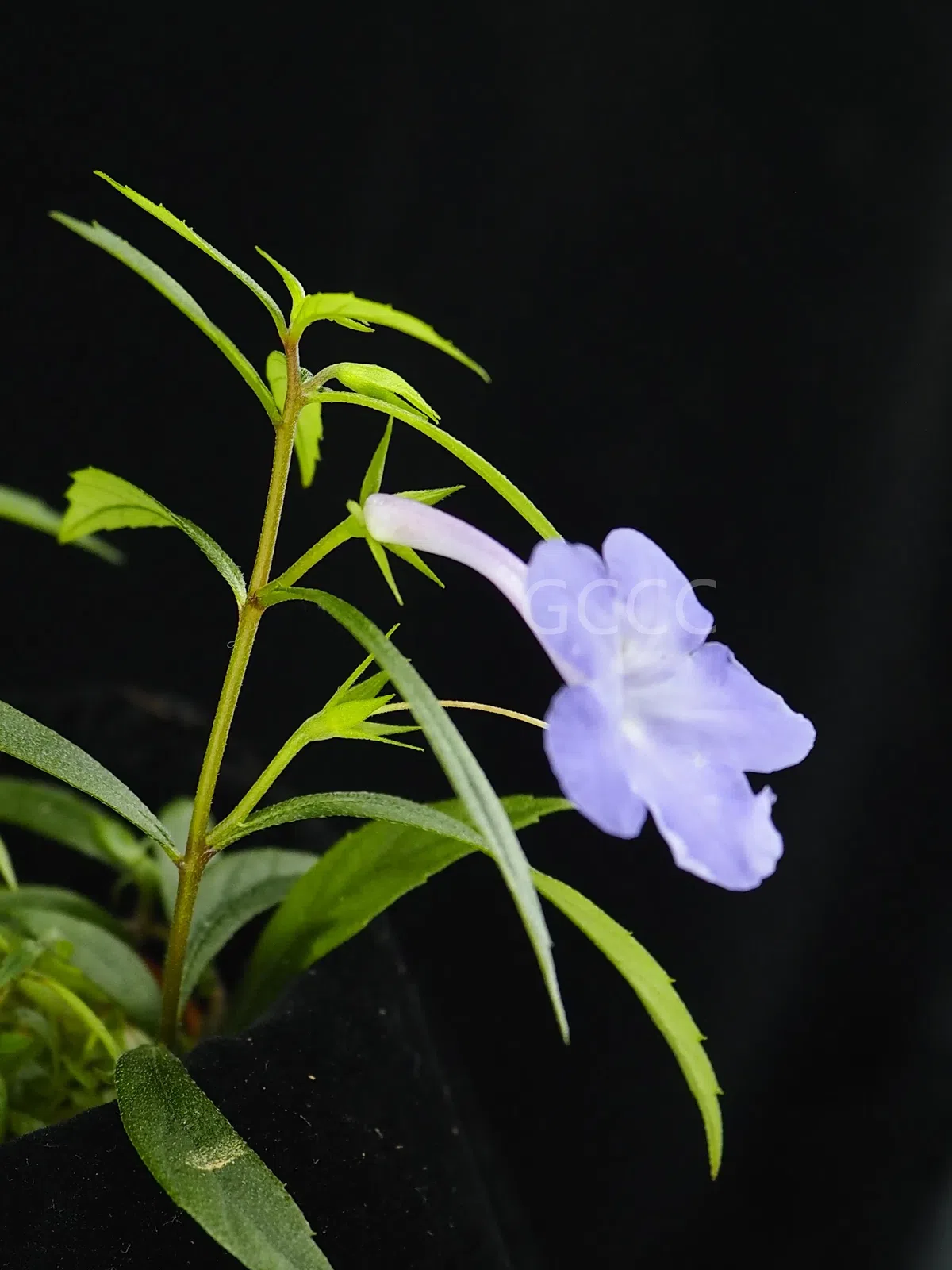 New Research Results from China in 2021(2)