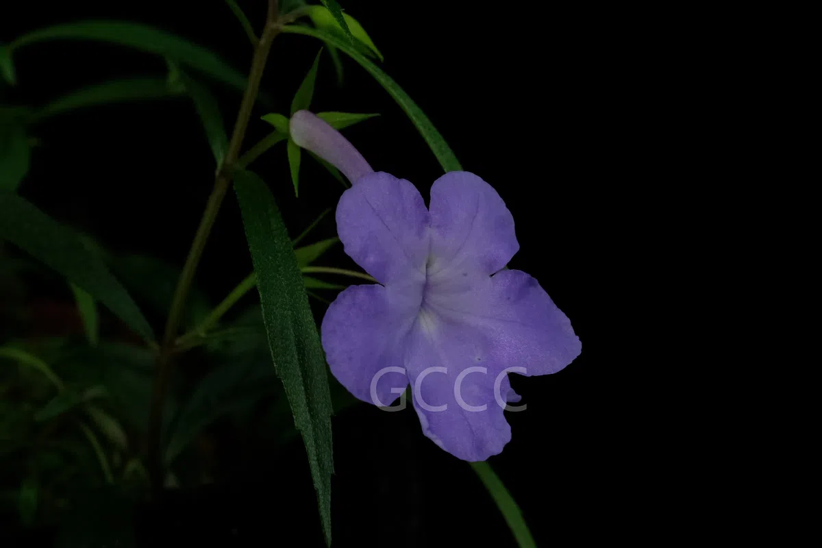 New Research Results from China in 2021(2)