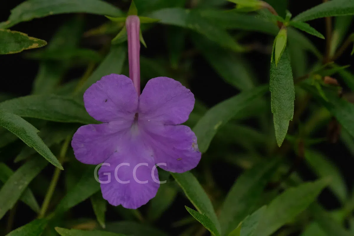 New Research Results from China in 2021(2)