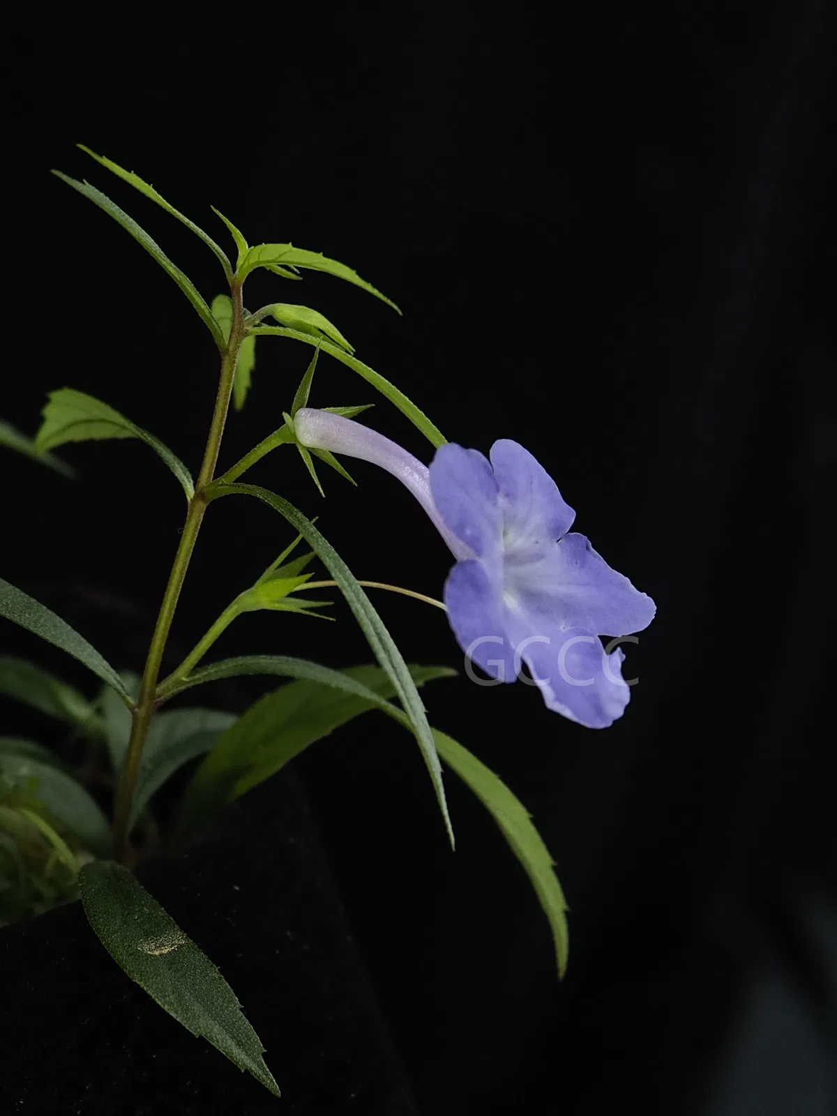 New Research Results from China in 2021(2)