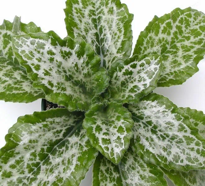 New Research Results from China in 2021(3)