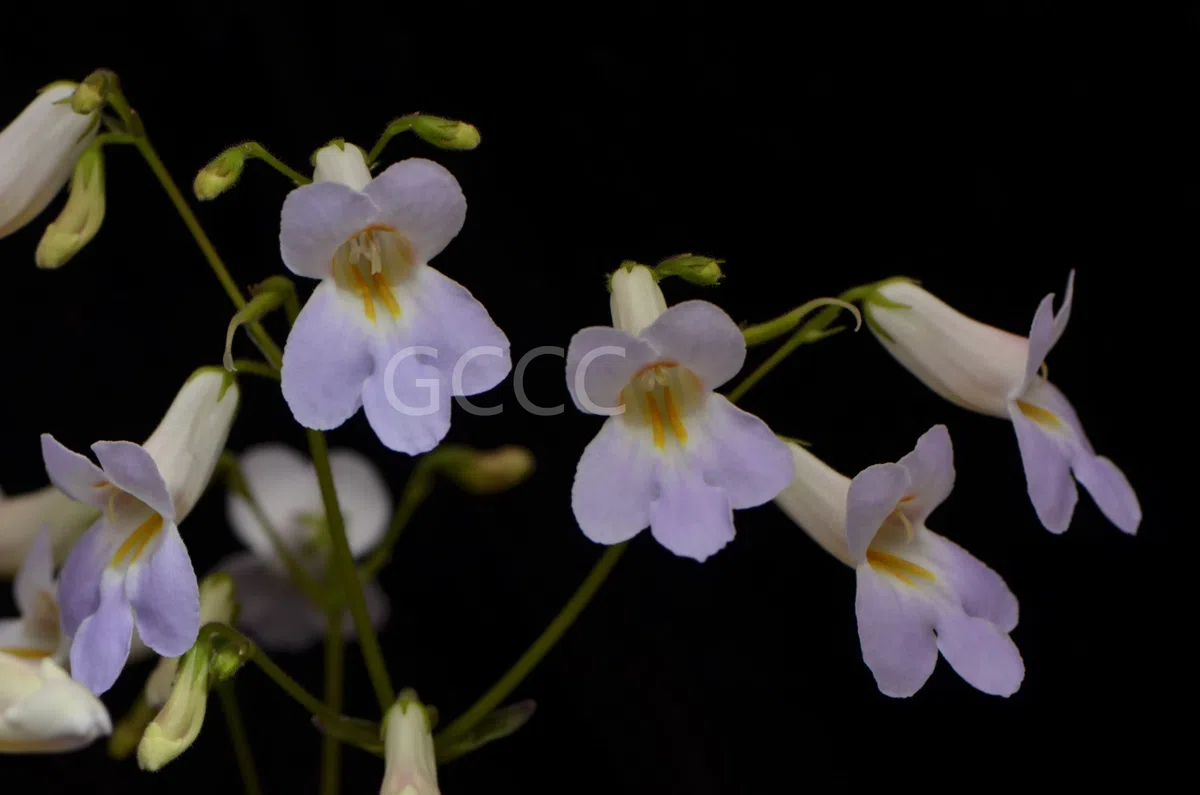 New Research Results from China in 2021(3)