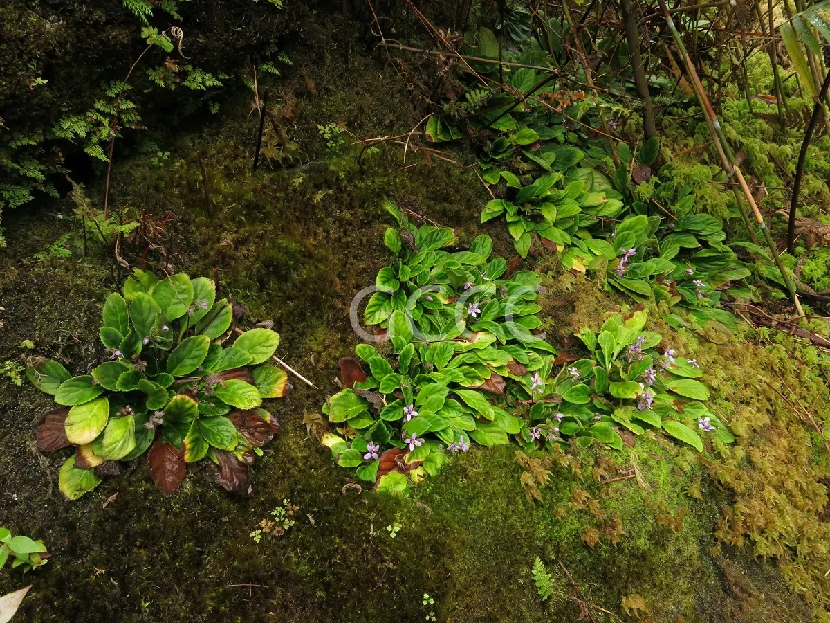 New Research Results from China in 2021(4)