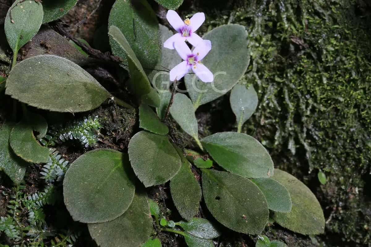 New Research Results from China in 2021(4)