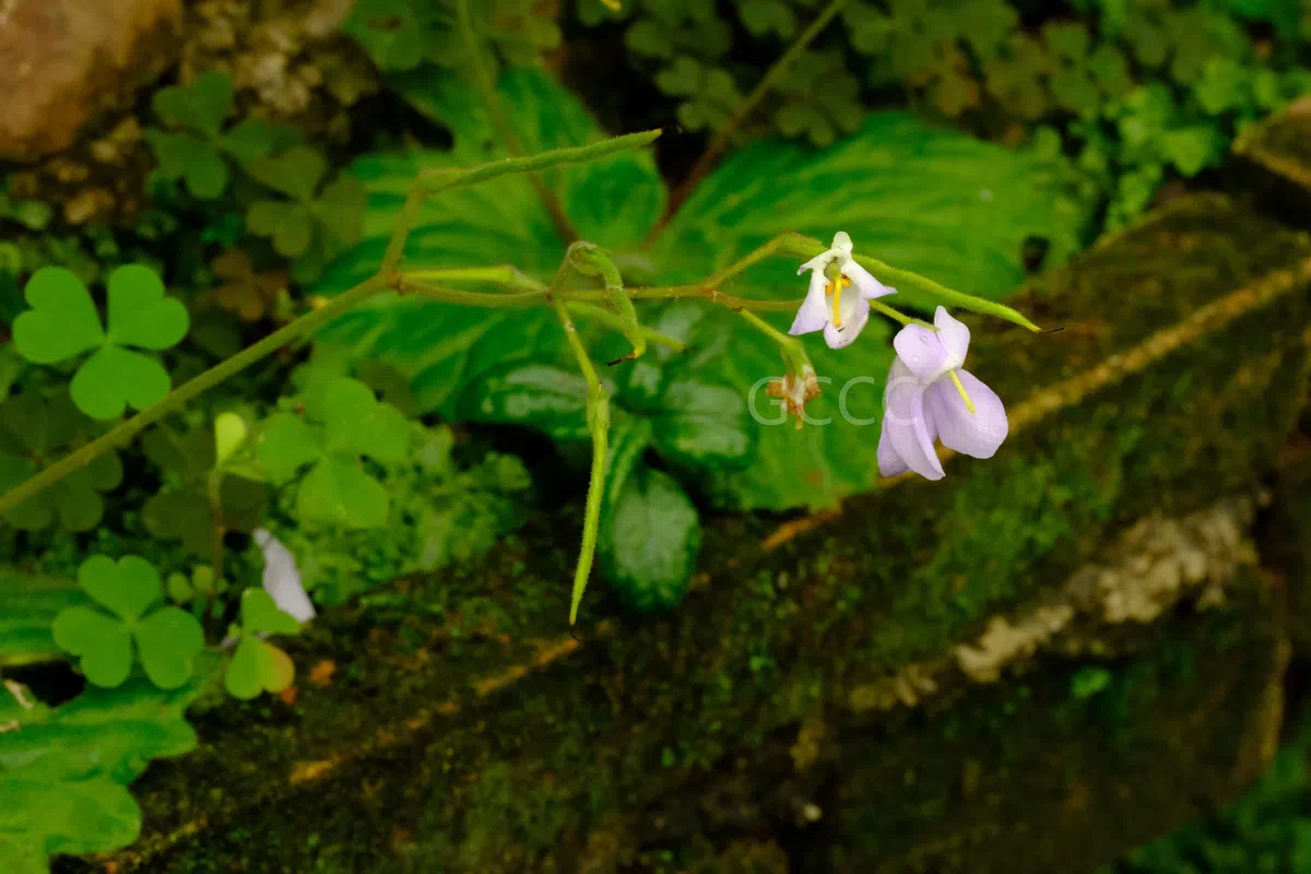 New Research Results from China in 2021(5)