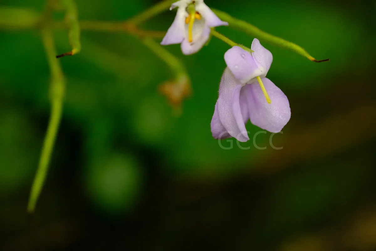 New Research Results from China in 2021(5)