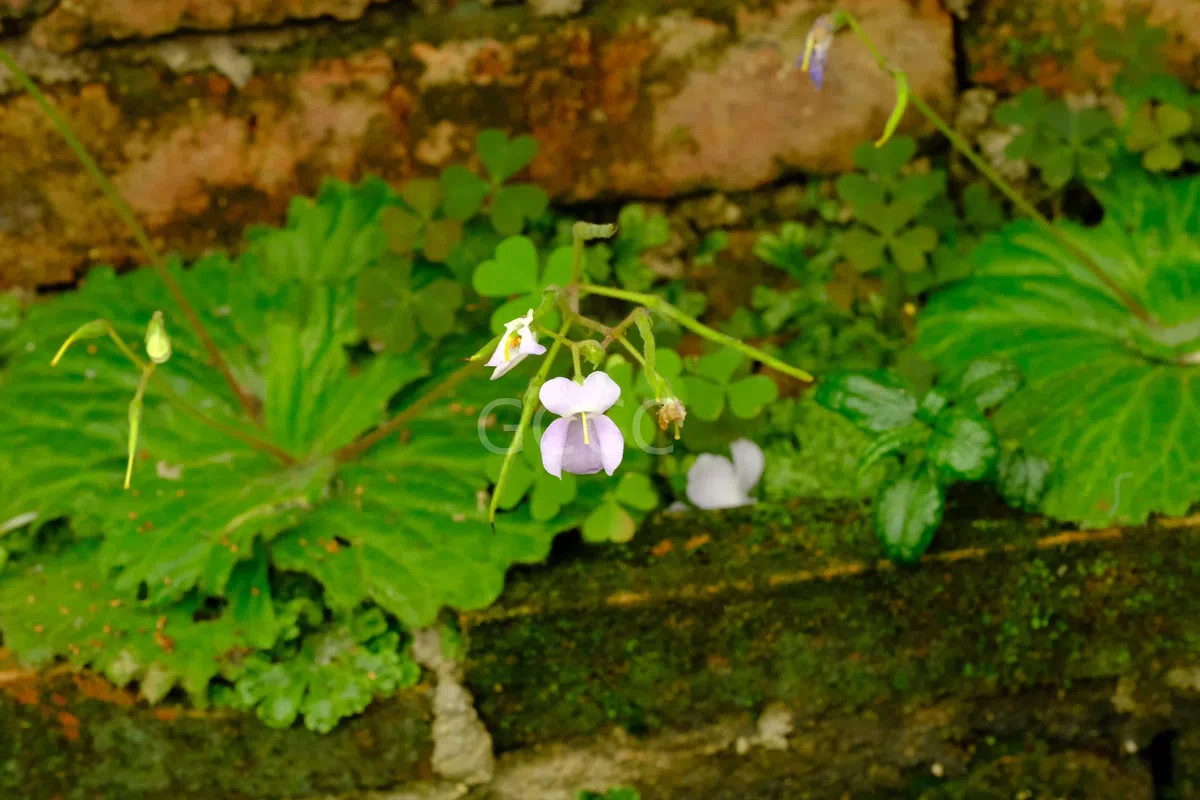 New Research Results from China in 2021(5)