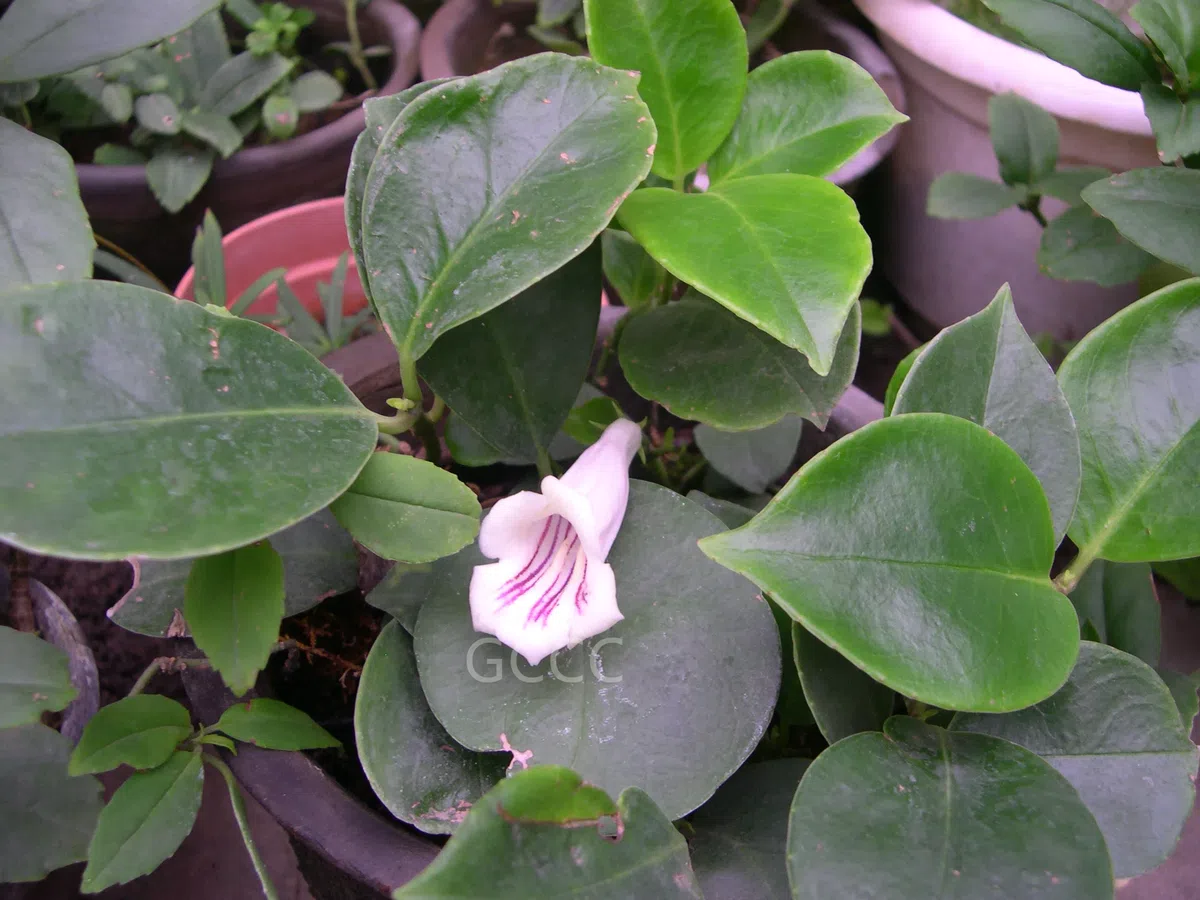 2021年度发表的苦苣苔科植物新分类群和分布新记录(13)