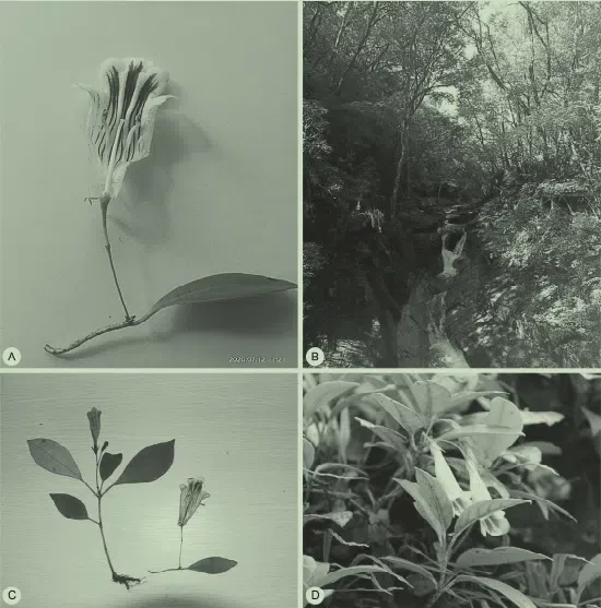 2021年度发表的苦苣苔科植物新分类群和分布新记录(13)